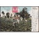 TMA-770 CUBA 1909 2c TCV MAXIM CARD PALM CARDENAS TO FRANCE. TOBACCO PLANTATION.