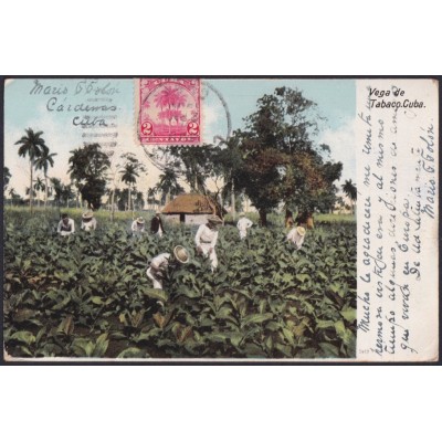 TMA-770 CUBA 1909 2c TCV MAXIM CARD PALM CARDENAS TO FRANCE. TOBACCO PLANTATION.