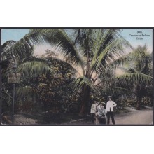 POS-1897 CUBA POSTCARD 1916 1c MAPITAS COCONUT PALM MARIANO TO USA US.