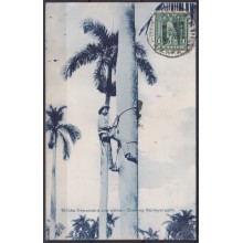 POS-1906 CUBA POSTCARD 1909 DESMOCHADOR DE PALMAS CLIMBING OTHE ROYAL PALM TO FRANCE.