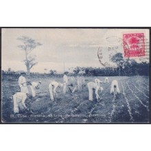 POS-1908 CUBA POSTCARD 1909 LANDSCAPE TOBACCO PLANTING SEMBRANDO TABACO TO FRANCE.