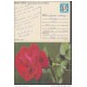 1986-EP-11 CUBA 1986. Ed.140f. MOTHER DAY SPECIAL DELIVERY. ENTERO POSTAL. POSTAL STATIONERY. ROSAS. ROSES. FLOWERS. FLO