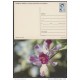 1991-EP-25 CUBA 1991. Ed.149h. MOTHER DAY SPECIAL DELIVERY. ENTERO POSTAL. POSTAL STATIONERY. FLORES. FLOWERS. UNUSED.