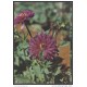1991-EP-29 CUBA 1991. Ed.149g. MOTHER DAY SPECIAL DELIVERY. POSTAL STATIONERY. ERROR DE CORTE. FLORES. FLOWERS. UNUSED.
