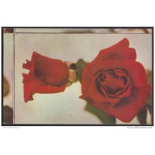 1975-EP-7 CUBA 1981. Ed.118c. MOTHER DAY SPECIAL DELIVERY. POSTAL STATIONERY. ROSAS. ROSE. FLOWERS. FLORES. ERROR DE COR