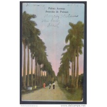 POS-50 CUBA.1908. TARJETA POSTAL A DINAMARCA. POSTCARD. AVENIDA DE PALMAS. PALM AVENUE TO DENMARK.