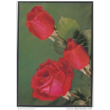 1985-EP-51 CUBA 1985. Ed.136j. MOTHER DAY SPECIAL DELIVERY. POSTAL STATIONERY. ROSAS. ROSES. FLORES. FLOWERS. USED.