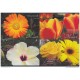 2009-EP-6 CUBA 2009. Ed. MOTHER DAY SPECIAL DELIVERY. POSTAL STATIONERY. SET 40-40. FLORES. ROSAS. FLOWERS. UNUSED.