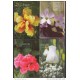 2008-EP-6 CUBA 2008. Ed. MOTHER DAY SPECIAL DELIVERY. POSTAL STATIONERY. SET 40-40. FLORES. ROSAS. FLOWERS. USED.