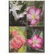 2008-EP-1 CUBA 2008. Ed. MOTHER DAY SPECIAL DELIVERY. POSTAL STATIONERY. SET 40-40. FLORES. ROSAS. FLOWERS. UNUSED.