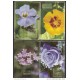 2008-EP-1 CUBA 2008. Ed. MOTHER DAY SPECIAL DELIVERY. POSTAL STATIONERY. SET 40-40. FLORES. ROSAS. FLOWERS. UNUSED.
