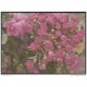 1996-EP-11 CUBA 1996. Ed.2b. MOTHER DAY SPECIAL DELIVERY. POSTAL STATIONERY. ROSAS. ROSES. FLORES. FLOWERS. UNUSED.