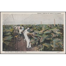 POS-248 CUBA POSTCARD CIRCA 1920. CUTTING TOBACCO UNDER SHADE. RECOLECCION DE TABACO. UNUSED.