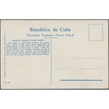 POS-248 CUBA POSTCARD CIRCA 1920. CUTTING TOBACCO UNDER SHADE. RECOLECCION DE TABACO. UNUSED.