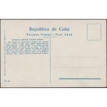 POS-248 CUBA POSTCARD CIRCA 1920. CUTTING TOBACCO UNDER SHADE. RECOLECCION DE TABACO. UNUSED.