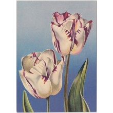 1983-EP-157 CUBA 1983 POSTAL STATIONERY. Ed.133b. DIA DE LAS MADRES. MOTHER DAY SPECIAL DELIVERY. TULIP FLOWER UNUSED